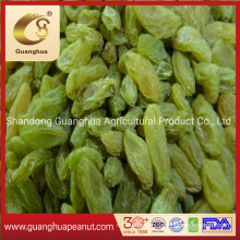 Wholesale Dried Green Raisin New Crop Best Quality